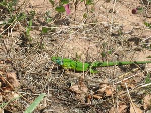 LE LEZARD VERT