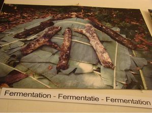 bruxelles musee cacao chocolat tete d or fermentation