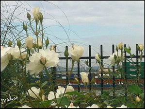 Coucou-Roses-blanches-21-09-2012.jpg