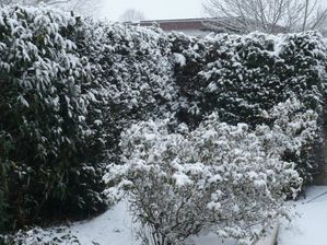 jardin sous la neige