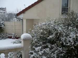 jasmin sous la neige