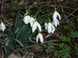 perce-neige fév 2010