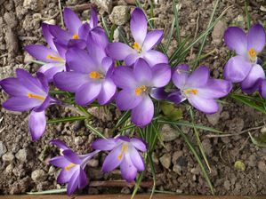 crocus mauves mi mars 2010