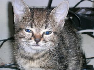 isis-cat-chat.JPG
