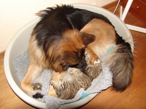 FENRIR-ET-DOOM-7.JPG