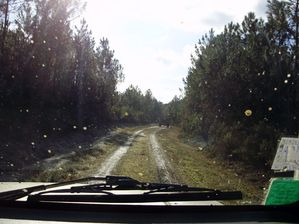 Sapins.jpg
