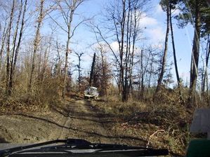 Sous-bois-3.jpg