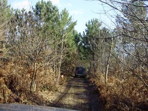 Sous-bois-4.jpg