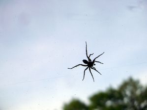Araignée