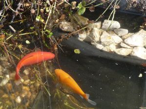 bassin1