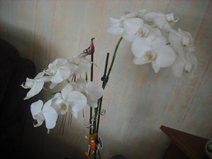 DSCF1818.JPG