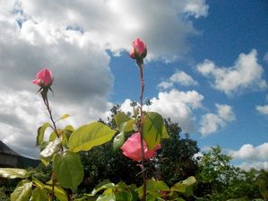 14 mai 2011 009