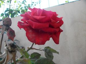 maroc-decembre-2011-414.JPG