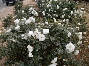 maroc-decembre-2011-292.JPG