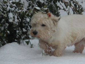 neige2010 6990