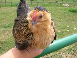 photos-diverses-poulesN5415.jpg