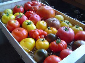 cajette-de-tomates.JPG