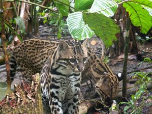ocelot.JPG
