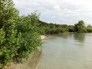 MANGROVE 5