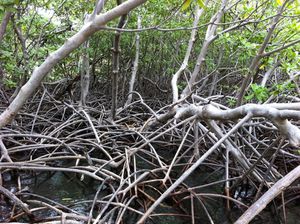 MANGROVE4