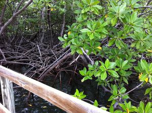 mangrove-2.jpg