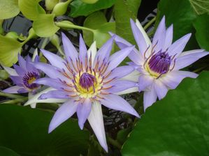 lotus photos
