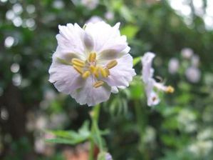 G. phaeum 'Rose Air'