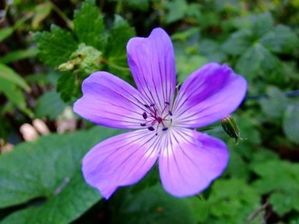 G. 'Nora Bremner'