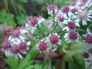 Aster-lateriflorus-var.-horizon.JPG