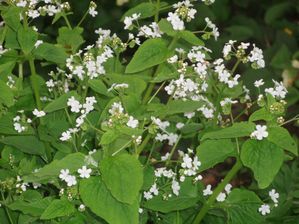 Brunnera macrophylla 'Betty Bowring'