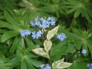 Brunnera-macrophylla--Hadspen-Cream-.JPG