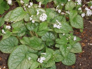 Brunnera-macrophylla--Mr-Morse-.JPG