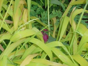 Dicentra--Bacchanal-.JPG