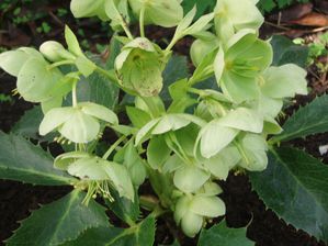 Helleborus argutifolius