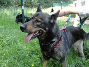 Cheyenne BA x Husky, 9 ans 6 mois ok chiens males enfants REFU91 de retour a l adoption DSC01054