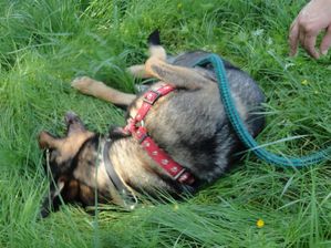 Cheyenne BA x Husky, 9 ans 6 mois ok chiens males enfants REFU91 de retour a l adoption DSC01055