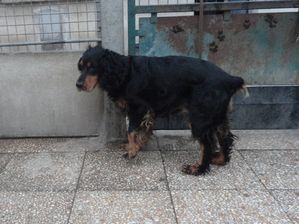 MANNY BOY - cocker spaniel noir/feu 7 ans (5 ns de refuge - deprime- ARPA à Ris Orangis (91) Manny-boy