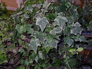coeur-en-lierre1a-copie-1.jpg