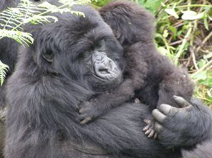 animal orang outang