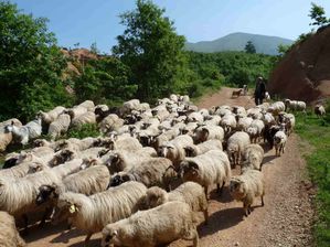 0 00100 Albanie balade