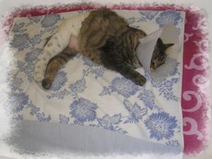 Mystie repos