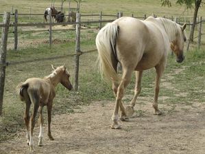Tourette-gite-equestre--3-.jpg