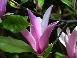 magnolia tres petite