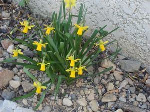 005-copie-1.JPG