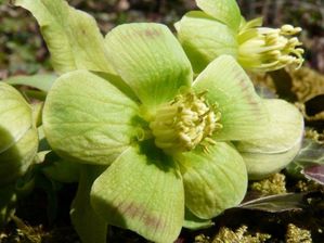 Hellebore-cornets-nectariferes.jpg