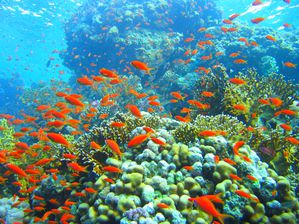 Coral reef in Ras Muhammad nature park (Iolanda reef)