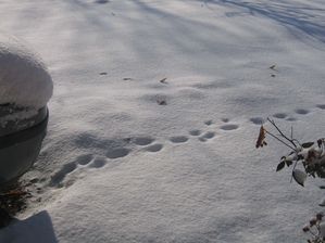 Jardin enneige 2541