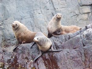 Seals
