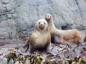 Seals