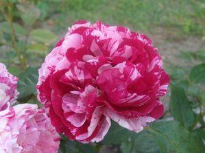 DSCN3765